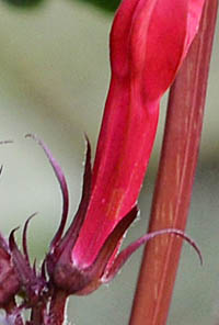 ロベリア・スペキオサの萼
