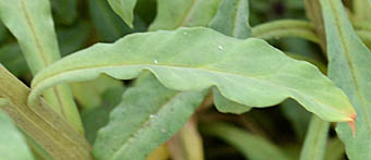 リシマキア・アトロプルプレアの葉
