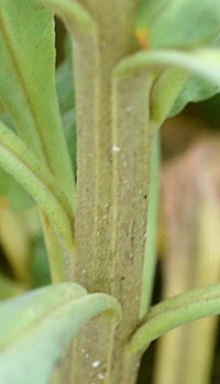 リシマキア・アトロプルプレア茎