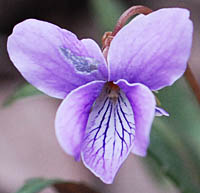 マキノスミレ花の青紫色