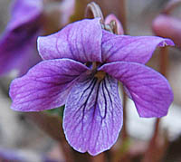 マキノスミレ花の青紫色2