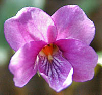 マキノスミレ花の濃いピンク色