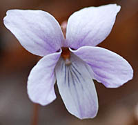 マキノスミレ花の白色