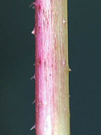 ママコノシリヌグイの茎