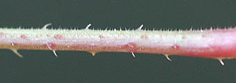 ママコノシリヌグイ枝の刺
