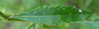 マメグンバイナズナ茎下部の葉