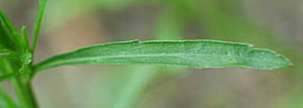 マメグンバイナズナ茎上部の葉