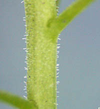 マメグンバイナズナ花序の茎