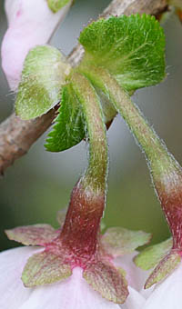マメザクラの苞と萼