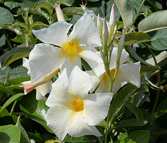 マンデビラ白花