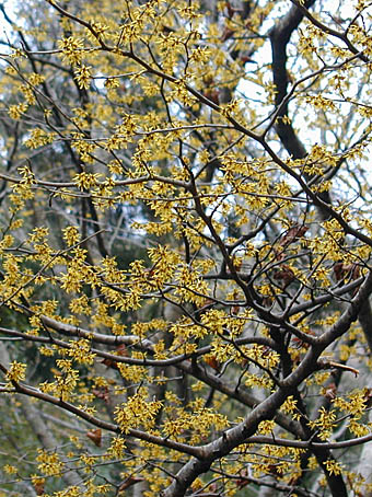 マンサク Hamamelis Japonica マンサク科 Hamamelidaceae マンサク属 三河の植物観察