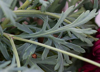 マーガレット Argyranthemum Sp キク科 Asteraceae モクシュンギク属 三河の植物観察