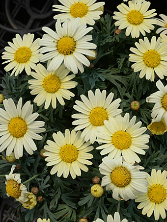 マーガレット Argyranthemum Sp キク科 Asteraceae Compositae モクシュンギク属 三河の植物観察
