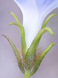 マルバアメリカアサガオ花期の萼