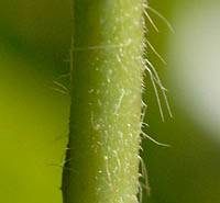 マルバアメリカアサガオ茎