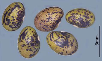 マルバハギ種子