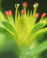 マルバマンネングサの萼