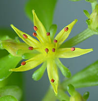マルバマンネングサの花