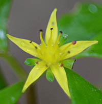 マルバマンネングサの花