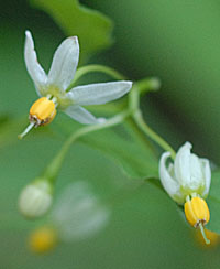 マルバノホロシ花