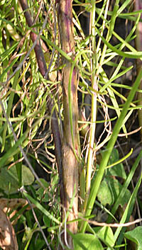 マツバハルシャギク茎