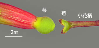 マツグミ萼と苞