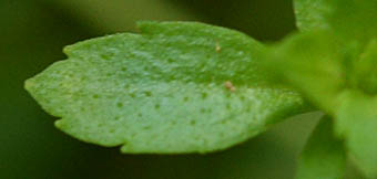 メカルドニア葉