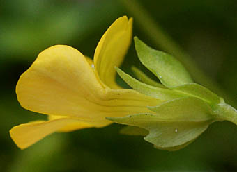 メカルドニアの花横