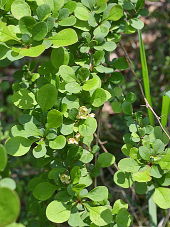 メギ Berberis Thunbergii メギ科 Berberidaceae メギ属 三河の植物観察
