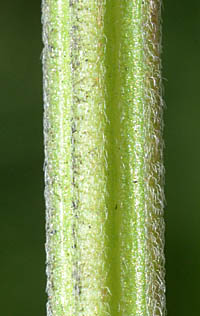 メハジキの茎