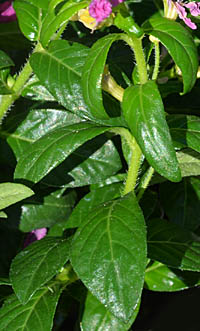 メキシコハナヤナギの基部の葉