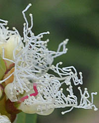 メラレウカ・リナリイフォリアの花