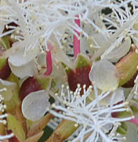 メラレウカ・リナリイフォリアの花弁