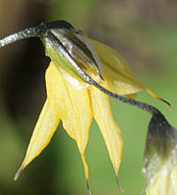メラスフェルラ・グラミネアの花
