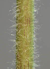 メナモミの茎