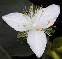 ミドリハカタカラクサの花