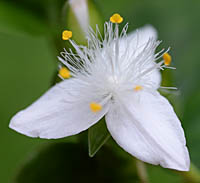 ミドリハカタカラクサの花