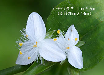 ミドリハカタカラクサの小さい花