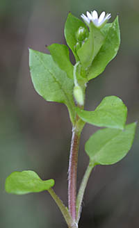 ミドリハコベの茎
