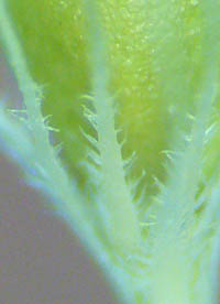 ミカヅキグサの花被の剛毛の基部