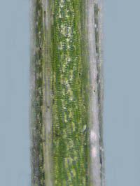 ミカワイヌノヒゲの茎