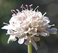ミカワマツムシソウの花