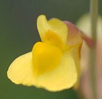 ミミカキグサの花