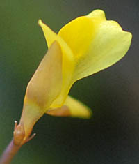 ミミカキグサの花２