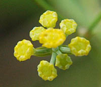 ミシマサイコの花