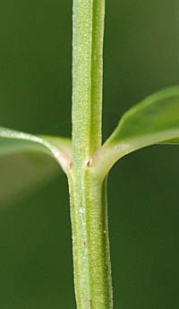 ミソハギの茎