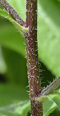 ミツバオオハンゴンソウ茎