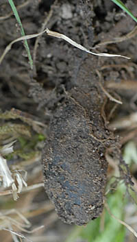 ミツバツチグリの根