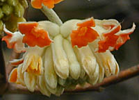 ミツマタの橙色の花