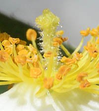 ミヤコイバラ花柱の毛